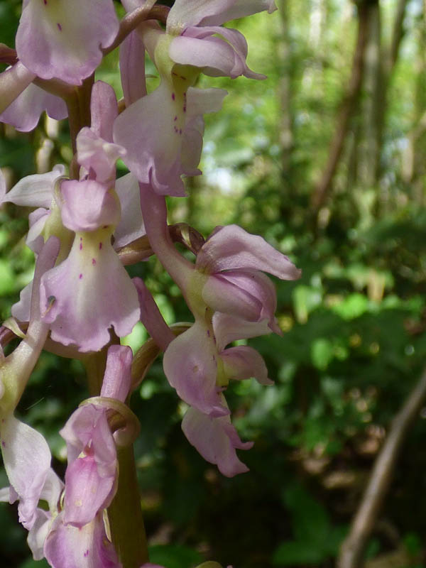 Orchis mascula 'rosea'